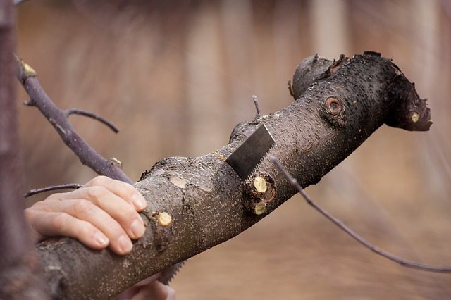 cutting trees for removal